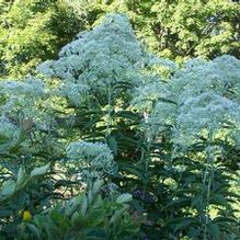 Eupatorium purpureum (syn. maculatum) 'Joe White' Eupatorium purpureum (syn. maculatum) 'Joe White'