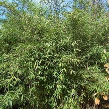 Fargesia nitida 'Juizhaigou' Fargesia nitida 'Juizhaigou'
