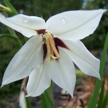 Gladiolus (form. Acidanthera) callianthus 'Murielae' Gladiolus (form. Acidanthera) callianthus 'Murielae'