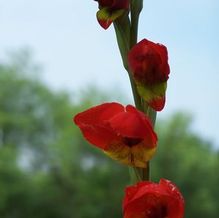 Gladiolus dalenii Gladiolus dalenii