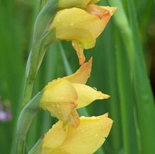 Gladiolus 'Boone' Gladiolus 'Boone'