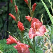 Gladiolus 'Old Fort' Gladiolus 'Old Fort'