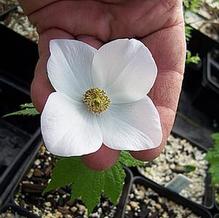 Glaucidium palmatum var. leucanthum Glaucidium palmatum var. leucanthum
