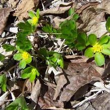 Hacquetia epipactis Hacquetia epipactis