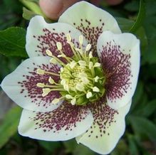 Helleborus x hybridus 'Medallion' Helleborus x hybridus 'Medallion'