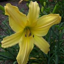 Hemerocallis 'Anything For You' Hemerocallis 'Anything For You'