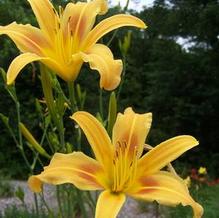 Hemerocallis 'Autumn Minaret' Hemerocallis 'Autumn Minaret'