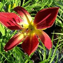 Hemerocallis 'Christmas Ribbon' Hemerocallis 'Christmas Ribbon'