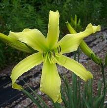 Hemerocallis 'Easy Ned' Hemerocallis 'Easy Ned'