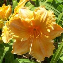 Hemerocallis 'Golden Hibiscus' Hemerocallis 'Golden Hibiscus'