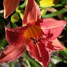 Hemerocallis 'Hot Toddy' Hemerocallis 'Hot Toddy'