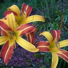 Hemerocallis 'Jean' Hemerocallis 'Jean'