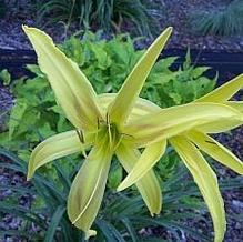 Hemerocallis 'Kindly Light' Hemerocallis 'Kindly Light'