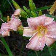 Hemerocallis 'Ling Rose' Hemerocallis 'Ling Rose'