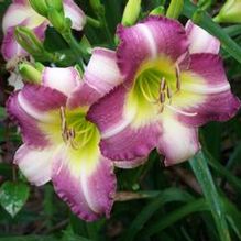 Hemerocallis 'Olallie Keith' Hemerocallis 'Olallie Keith'