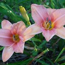 Hemerocallis 'Peach Halo' Hemerocallis 'Peach Halo'