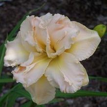 Hemerocallis 'Peggy Jeffcoat' Hemerocallis 'Peggy Jeffcoat'