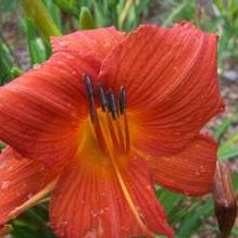 Hemerocallis 'Rose Persimmon' Hemerocallis 'Rose Persimmon'