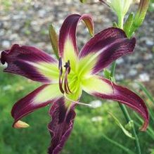 Hemerocallis 'Satin 'n Velvet' Hemerocallis 'Satin 'n Velvet'