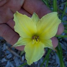 Hemerocallis 'Secured Borders' Hemerocallis 'Secured Borders'