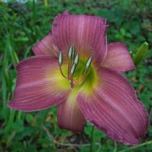 Hemerocallis 'Seven Veils' Hemerocallis 'Seven Veils'