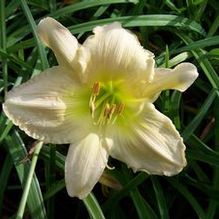 Hemerocallis 'Silver Summer' Hemerocallis 'Silver Summer'