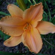 Hemerocallis 'Sparkling Raiment' Hemerocallis 'Sparkling Raiment'