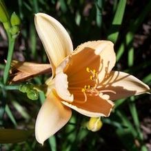 Hemerocallis 'Sweet Tart' Hemerocallis 'Sweet Tart'