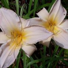 Hemerocallis 'Watch Me' Hemerocallis 'Watch Me'