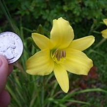 Hemerocallis 'Wee Willie Winkie' Hemerocallis 'Wee Willie Winkie'