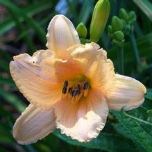 Hemerocallis 'Why Not' Hemerocallis 'Why Not'