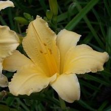 Hemerocallis 'Yellow Sights' Hemerocallis 'Yellow Sights'