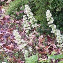 Heuchera villosa 'Autumn Bride' Heuchera villosa 'Autumn Bride'
