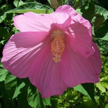 Hibiscus moscheutos 'Pink Moon' Hibiscus moscheutos 'Pink Moon'