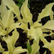 Hosta 'White Feather' Hosta 'White Feather'