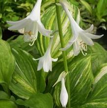 Hosta yingeri 'Korean Snow' Hosta yingeri 'Korean Snow'