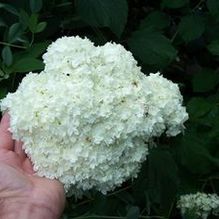 Hydrangea arborescens (ex: Terri Greer) Hydrangea arborescens (ex: Terri Greer)