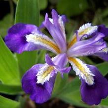 Iris cristata 'Dick Redfield' Iris cristata 'Dick Redfield'