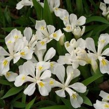 Iris cristata 'Tennessee White' Iris cristata 'Tennessee White'