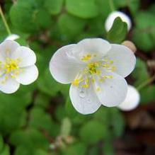 Isopyrum (syn. Enemion) biternatum Isopyrum (syn. Enemion) biternatum