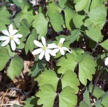 Jeffersonia diphylla 'Monkey Wings' Jeffersonia diphylla 'Monkey Wings'