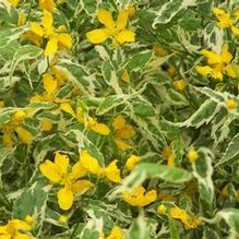 Kerria japonica 'Picta' Kerria japonica 'Picta'