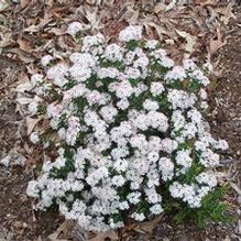Leiophyllum buxifolium Leiophyllum buxifolium