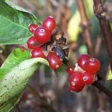 Lonicera vesicaria DJH 123 Lonicera vesicaria DJH 123