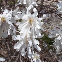 Magnolia stellata 'Royal Star' Magnolia stellata 'Royal Star'
