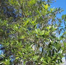 Magnolia virginiana 'Henry Hicks' Magnolia virginiana 'Henry Hicks'