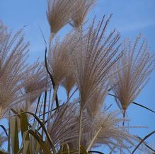 Miscanthus floridulus (syn. giganteus) Miscanthus floridulus (syn. giganteus)