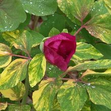 Paeonia mlokosewitschii (?) 'Pretty Molly' Paeonia mlokosewitschii (?) 'Pretty Molly'