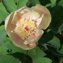 Paeonia wittmaniana Paeonia wittmaniana