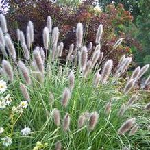 Pennisetum alopecuroides 'Foxtrot' Pennisetum alopecuroides 'Foxtrot'